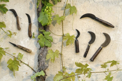 Plusieurs serpes en métal de vigneron posés les unes à côté des autres autour d'une vigne verte - Agrandir l'image 2 sur 6, fenêtre modale