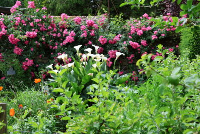 Jardin avec des fleurs et des plantes - Agrandir l'image 3 sur 9, fenêtre modale