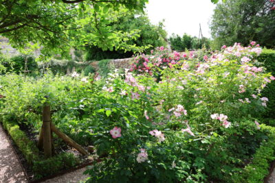 Jardin avec des fleurs et des plantes - Agrandir l'image 8 sur 9, fenêtre modale