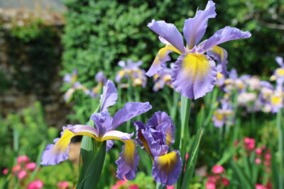 Gros plans sur des iris de couleur violette claire et jaune - Agrandir l'image 6 sur 9, fenêtre modale