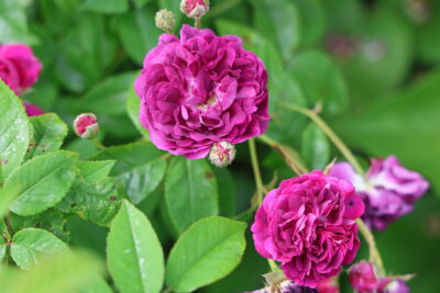 Gros plan sur deux roses écloses de couleur violette - Agrandir l'image 5 sur 9, fenêtre modale
