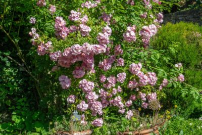 Rosier de couleur rose - Agrandir l'image 4 sur 9, fenêtre modale